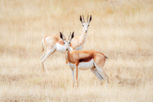 Two Alert South African Springbok Standing In A Grassy Field.