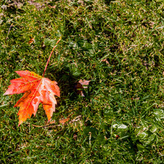 Wall Mural - Autumn leaf with water drops against green grass in the background, beautiful red yellow and orange colors, illuminated by sunlight on a sunny day in the park. Autumn concept and space for text