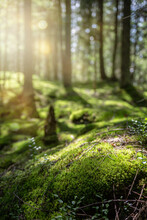 Beautiful Forest Background With Sun Rays. Natural Scene For Product Presentation. The Stones Are Covered With Green Moss