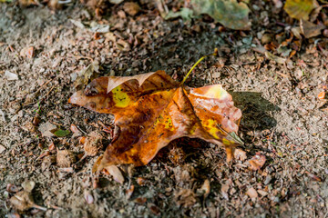 Close-up of an autumn leaf with beautiful yellow and brown colors lying on the dirt ground in the forest, illuminated by sunlight with little hints of shadow, autumn concept