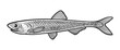 anchovy fish sketch raster illustration