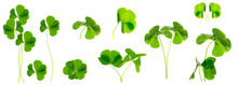 Green Clover Leaves Isolated On White Background. St.Patrick 's Day