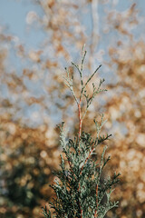 The top of a green plant on an orange background. Autumn photo