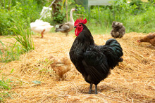 Chicken Have Red Comb. Black Australorp Rooster Stand On The Straw And Background With Other Poultry Such As Geese In Husbandry Natural Animal Lifestyle Farming Garden Organic In The Backyard.