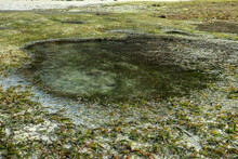 Low Tide Reveals Algae And Tide Pools In The Indian Ocean. The Tidepools Are Isolated Pockets Of Seawater That Collect In Low Spots Along The Shore During Low Tide
