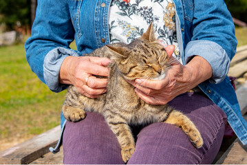 an elderly woman's hands are stroking a tabby cat that is squinting with pleasure. life of pets.