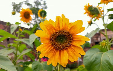 Canvas Print - Beautiful sunflower in a sunflower garden