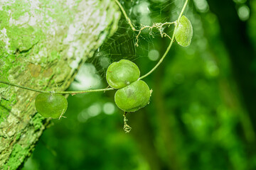 Wall Mural - Vines that live in the trees