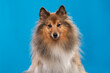 Portrait of a pretty shetland sheepdog looking at the camera on a bright blue background