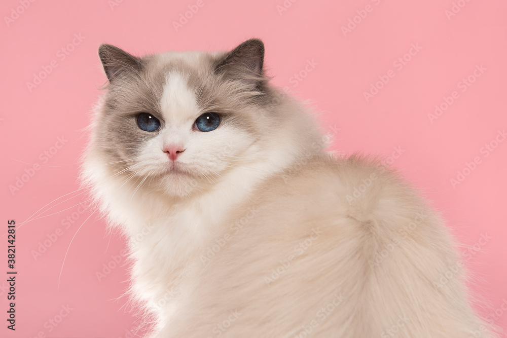 Portrait of a beautiful purebred ragdoll cat with blue eyes looking at the camera over her shouder on a pink background