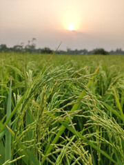 Sticker - Rice farm with the blue sky, green rice field, View of fresh green grass growing lushly in wild field in sunlight