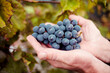 © perminoffa - grapes in hand