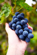 © perminoffa - hand holding grapes