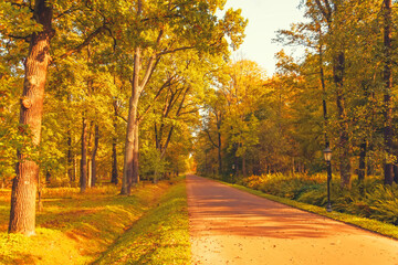 Wall Mural - Oak alley with a hiking trail in the park on an autumn sunny day.