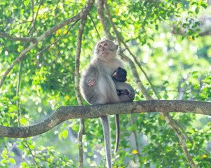 Monkey in the forest