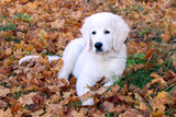 Fototapeta Pokój dzieciecy - Tatradog puppy lies on the fallen leaves in a park on a sunny autumn day.