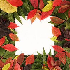 Wall Mural - Trendy seasonal autumn fall colorful leaves text frame background