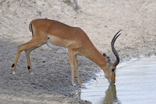 Tarangire National Park, Tanzania: Impala Drinking At Waterhole