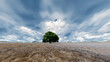 Lonely green tree with arid landscape