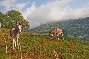 Bosco e pascoli sul Cammino di Oropa fra Graglia e Sordevolo - Biella