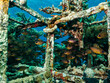 © Dan - An artificial reef teeming with fish. Picture from a Red Sea reef, Egypt