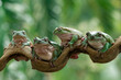 Four Australian white tree frog on leaves, dumpy frog on branch, animal closeup, amphibian closeup