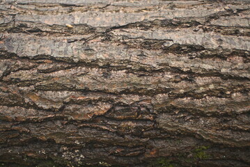 Wall Mural - wet tree bark background texture