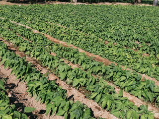 Wall Mural - sowing small bean plants, fifteen days old