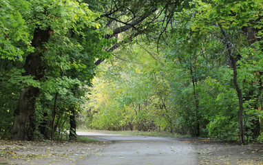 Wall Mural - autumn tree lane in the park