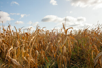 field of corn