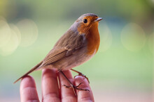 Robin Eating From A Woman's Hand