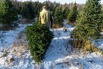 Wall Mural - Man hauling away a freshly cut balsam fir tree at a Christmas tree farm.