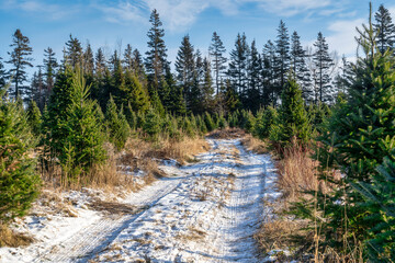 Wall Mural - North American Christmas tree farm in winter.