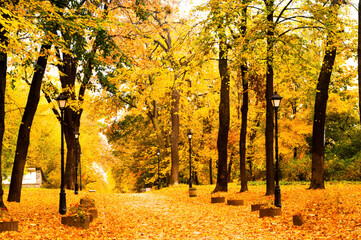 Wall Mural - Park alley with yellow leaves. Autumn city decor or autumn mood.