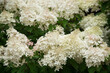 © Елена Челышева - blooming white and pink hydrangea bushes, summer day, background