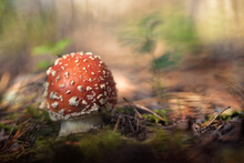 Amanita Muscaria, Commonly Known As The Fly Agaric Or Fly Amanita.