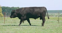 Big Angus Bull Walking On A Farm With Green Fields.