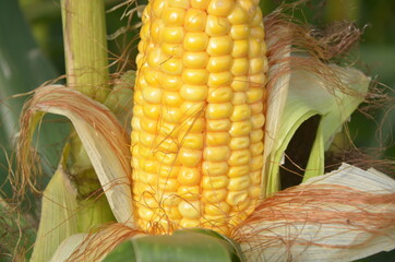 corn on the cob. ripe and yellow corn on the cob