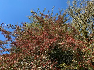 Two colourful trees, set against a vivid blue sky, on a late summers day in, Litton, Skipton, UK