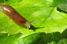 Brown Slug Crawling On Leaves, Closeup