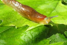 Beautiful Slug On Green Leafs, Closeup