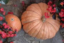 The Top View On Two Pumpkins Of Differents Sizes Surrounded By Beautiful Red Flowers.