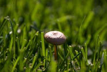 Mushroom Growing On A Green Lawn