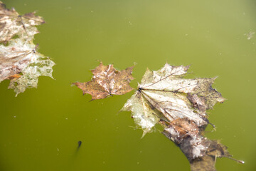 Wall Mural - dried leaves floating on the surface of green water in pond.brown old leaves are floating on smooth 