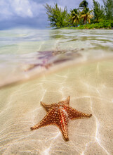 Sea Star At Starfish Point, North Side, Grand Cayman, Cayman Islands, Caribbean