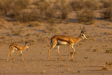Springbok (Antidorcas Marsupialis) And New-born Calf, Kgalagadi Transfrontier Park