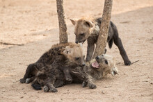 Spotted Hyena (Crocuta Crocuta) Cubs, Elephant Plains, Sabi Sand