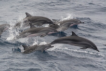 Clymene Dolphins (Stenella Clymene) Porpoising And Showing Distinctive Tripartite Colour Pattern, Sao Tome And Principe