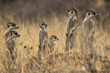 Meerkats (Suricata suricatta), Kgalagadi Transfrontier Park