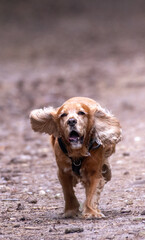 Wall Mural - Sprocker running along dirt track